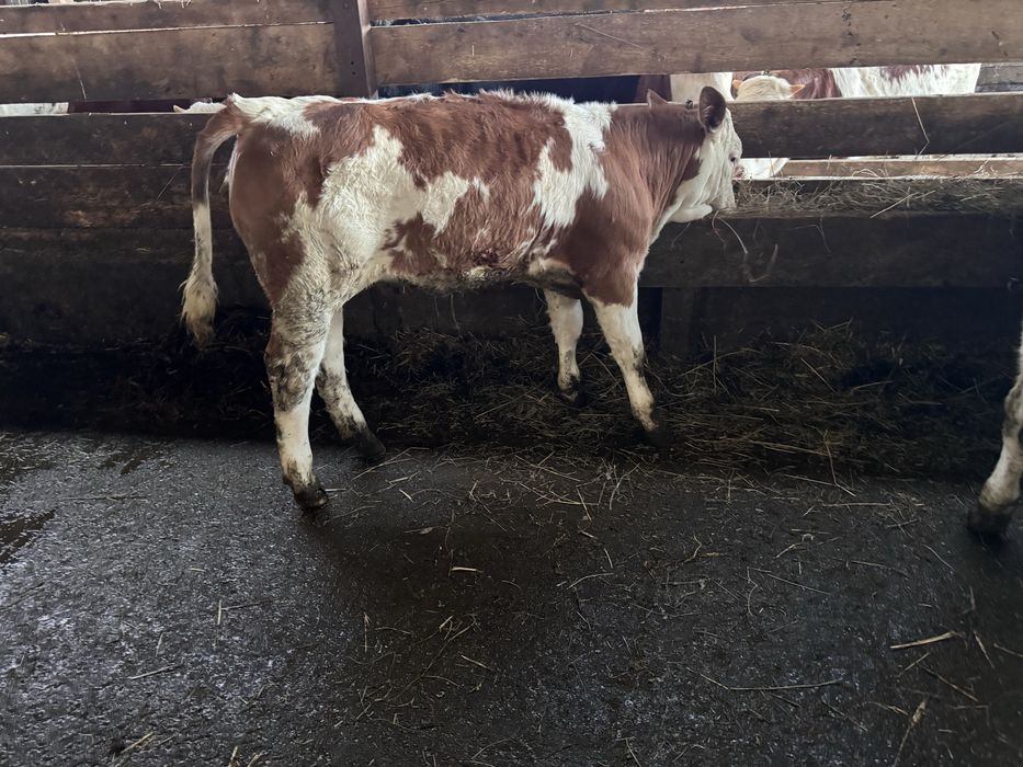 Vand 17 vitei de prasila  ( întarcati 14 buc) frumoase din mame bune de lapte/ lichidare