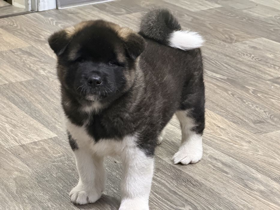 Американская Акита