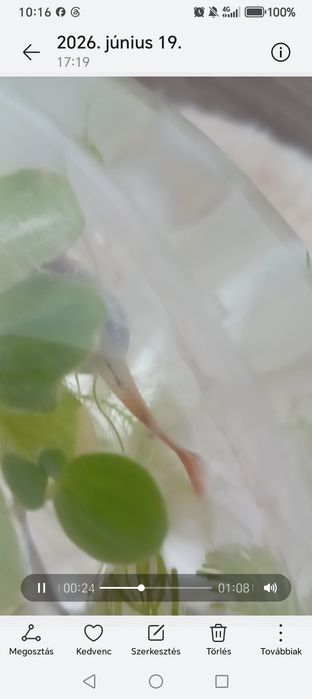 Vând guppy adulți și tineret și puiet
