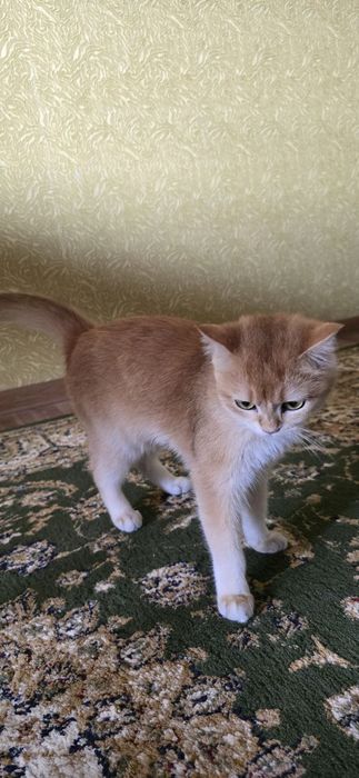 Кошка пародистий