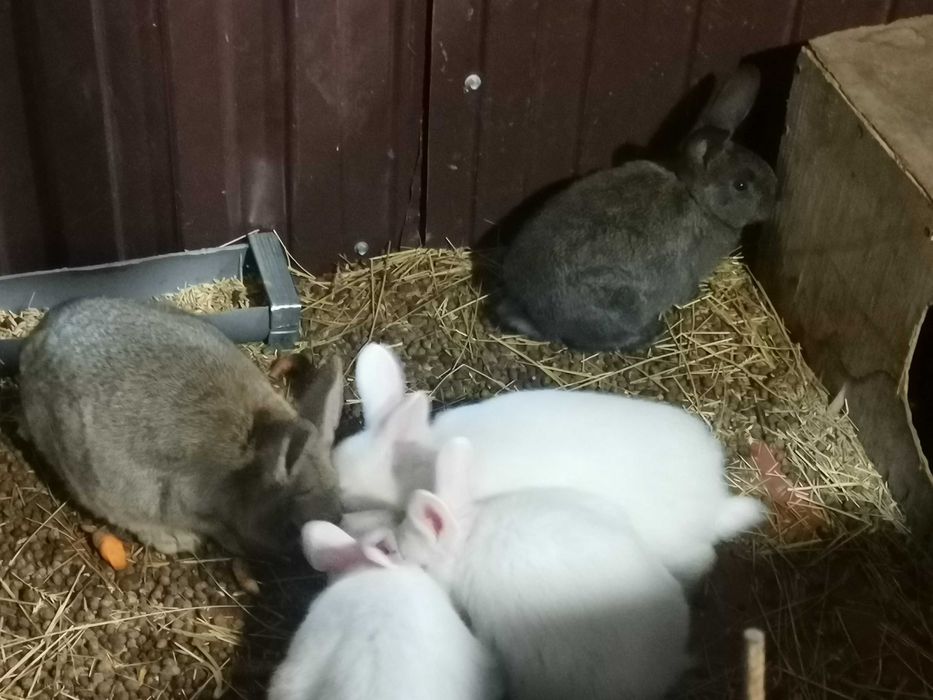 Кролики чистокровные