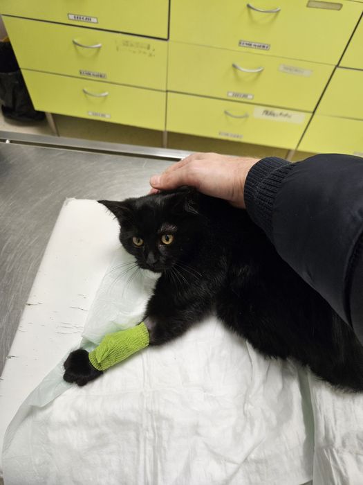 Căutăm Foster pentru un luptător mic .Pisic salvat de pe strada