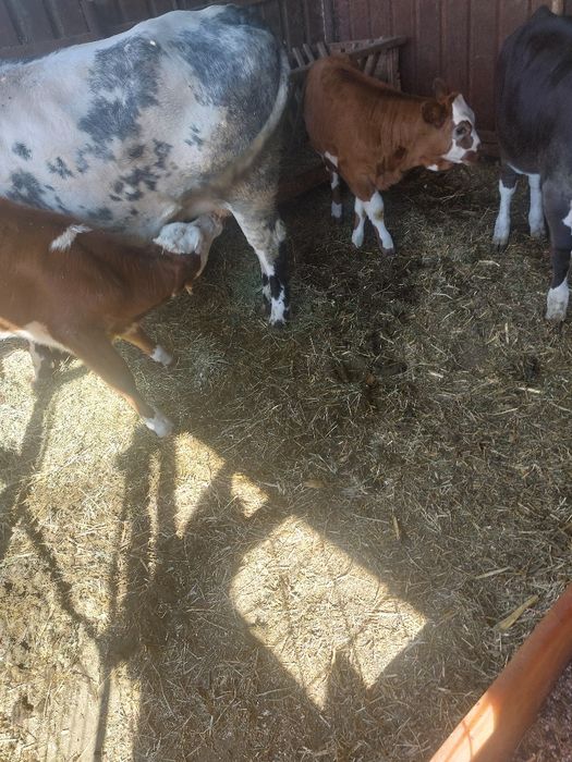 Vand vacă primul vitel+3 vitei