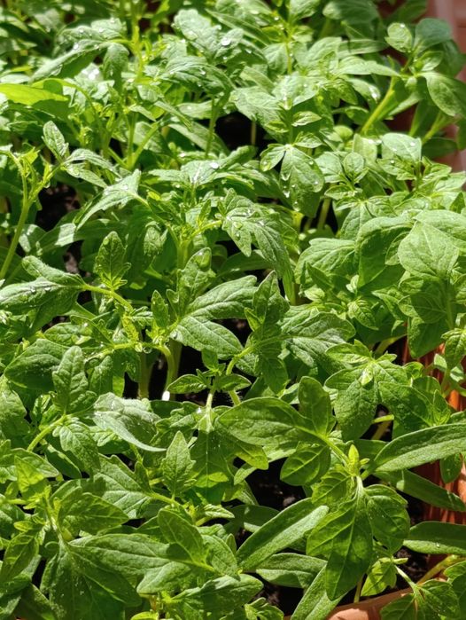 Продаётся рассада томатов