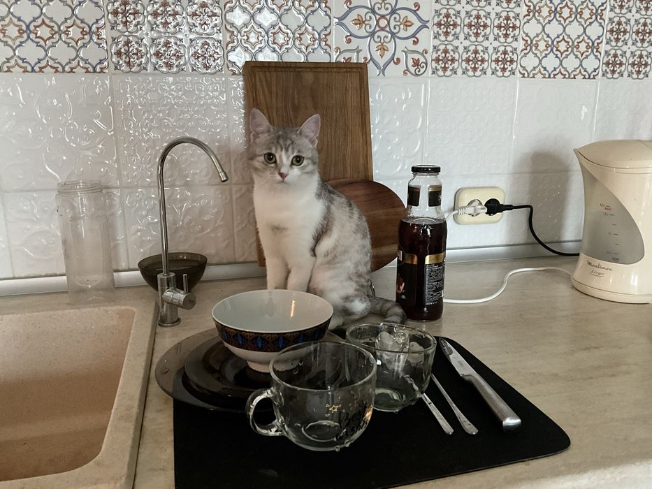 Кошечка Лапка 1 год