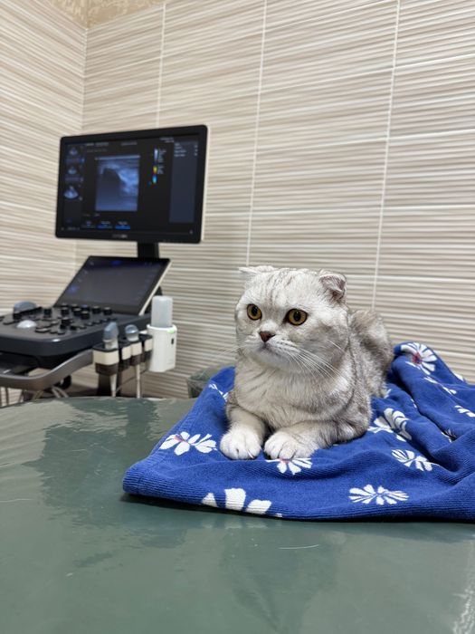 Отдам кота в добрые руки