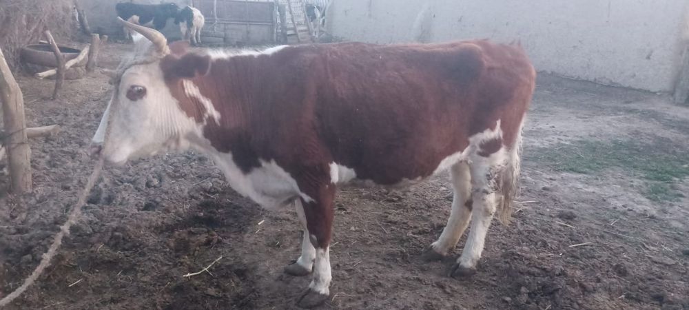 Кассапшы ШЫМКЕНТ кой мал ат