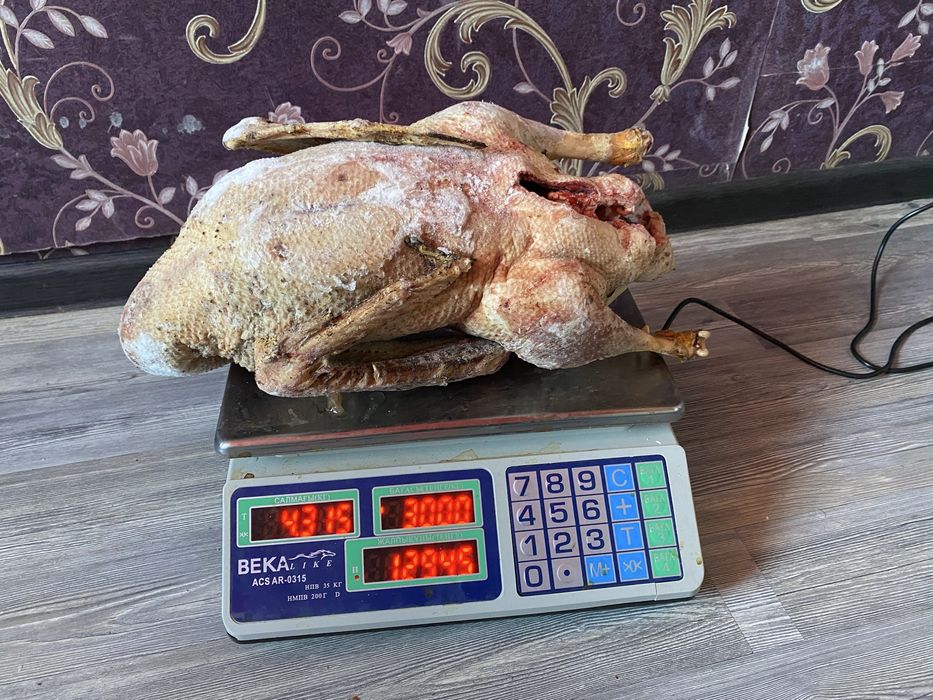 домашний  гусь халяль