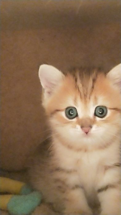 Продам золотую шиншиллу