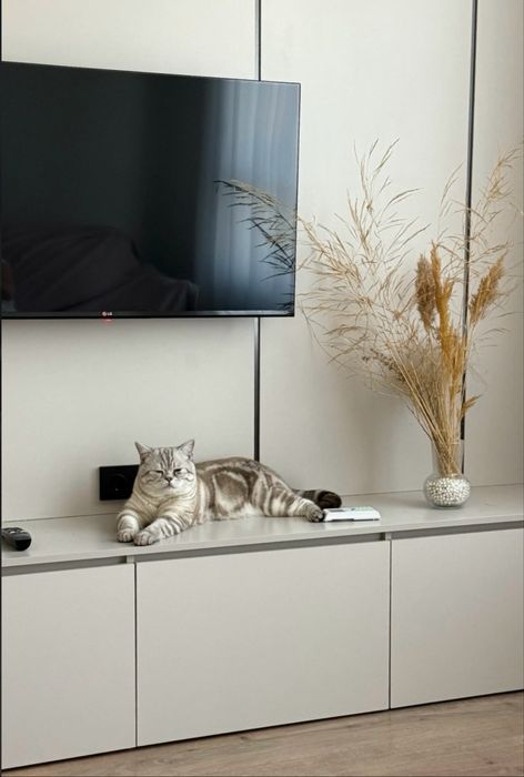 Кот скоттиш страйт