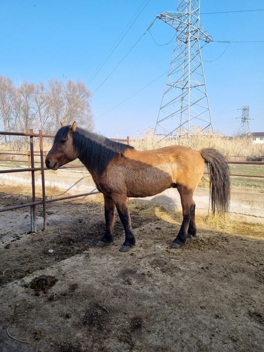 Айғыр 11жасар құла