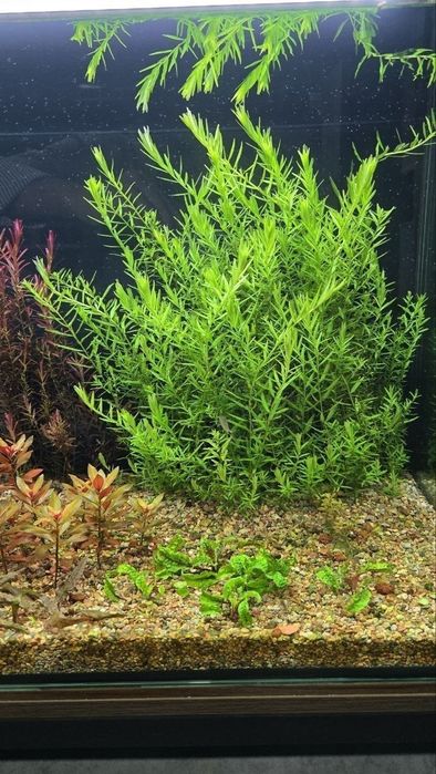 Rotala green akvarium rasteniya