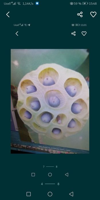 Лотосы очень красивые