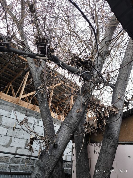 Отдам на спил бесплатно!