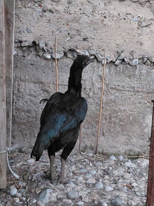 Дакан ганой курица