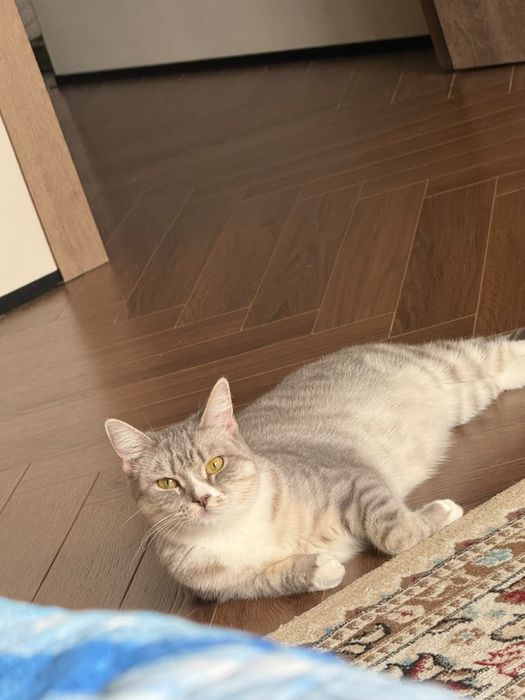 Кошка 2 года шотландка