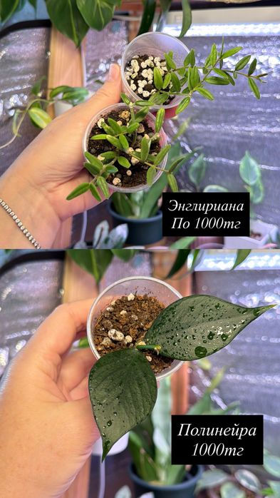 Комнатные растения