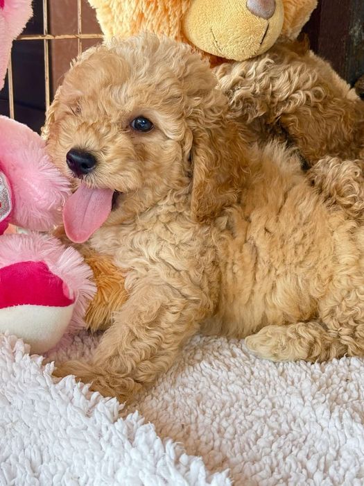 Мини пудел - пудел