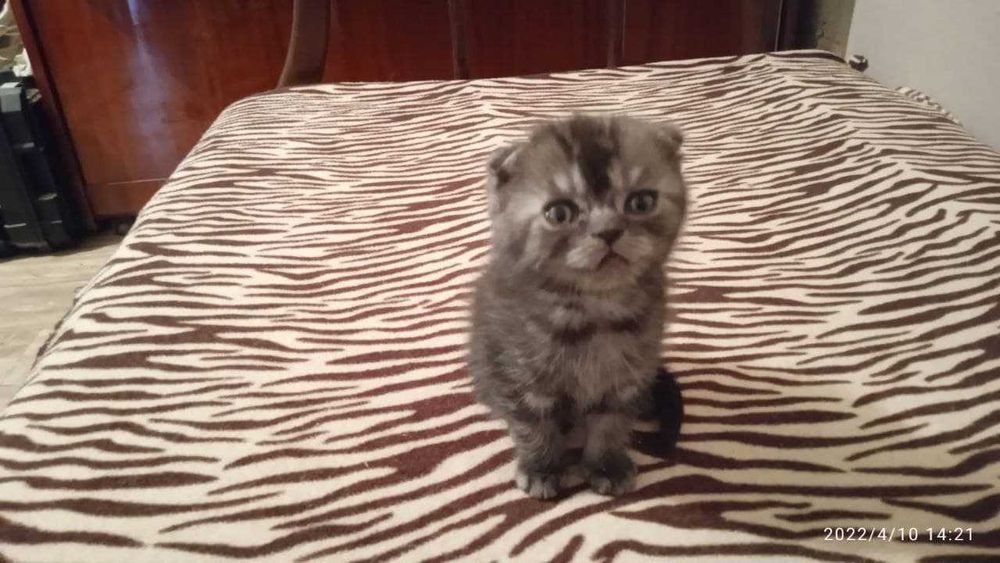 котята вислоухие