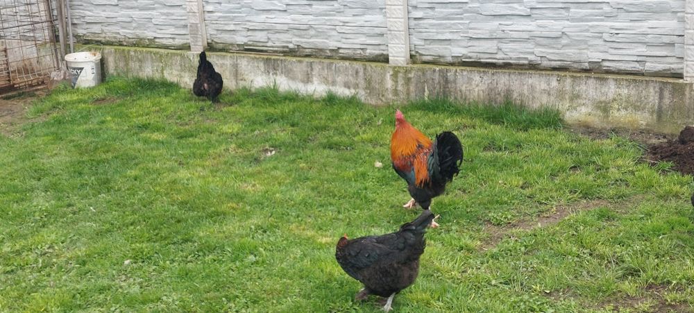 Vand gaini rasa marans