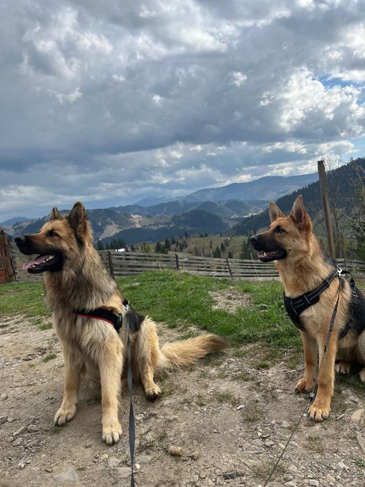 Căței Ciobănesc German-8 săptămâni