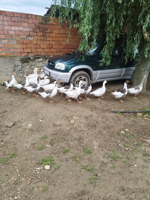 Vand pui de gasca de anul asta si gaste bătrâne