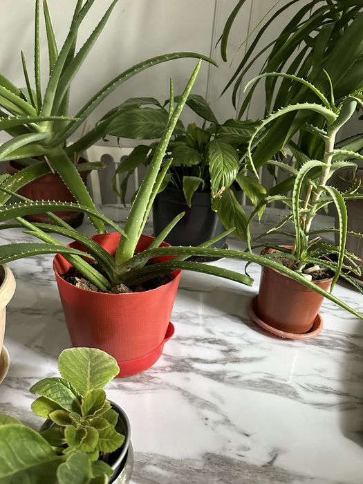 Продам комнатные цветы