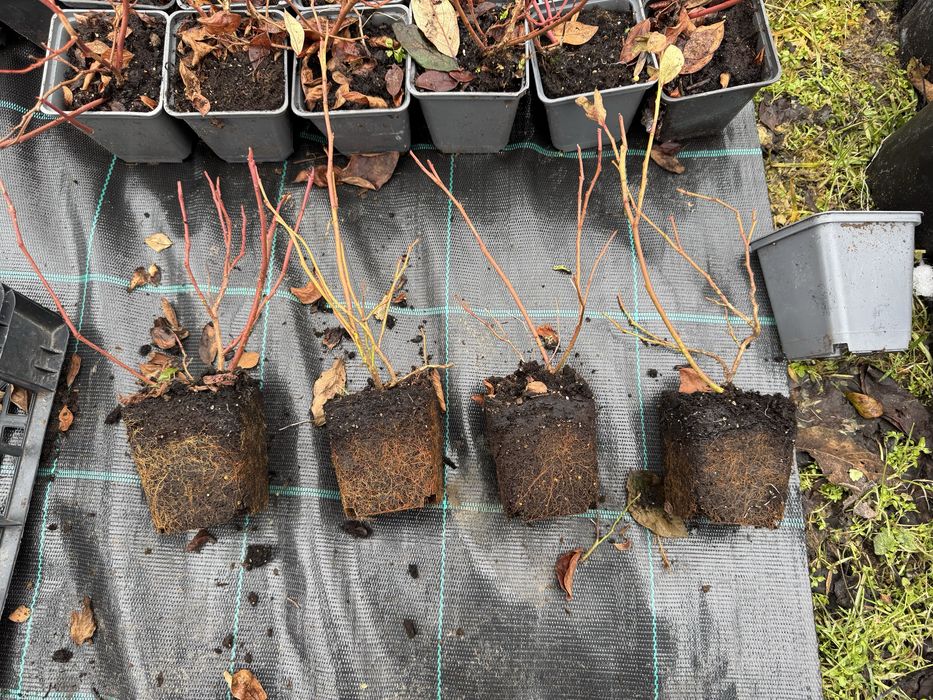 Американска боровинка  саксия с2 на цената на саксия Р9