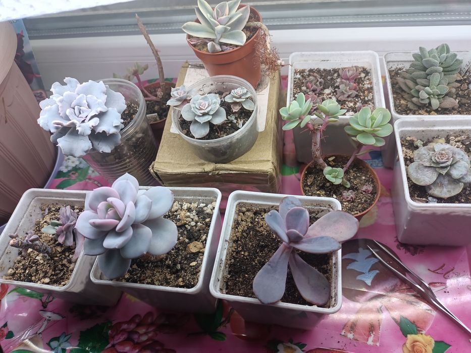 Продам суккуленты, эхеверии