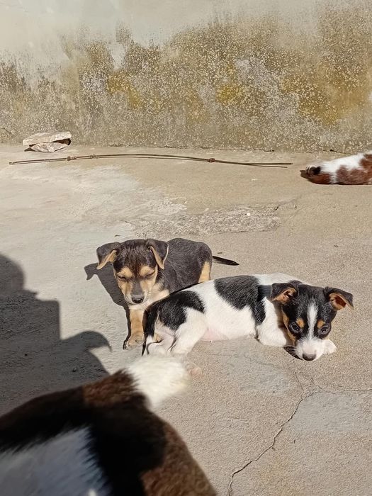 Подарявам кученца