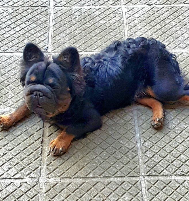 Френски булдог (Big rope) Fluffy carrier