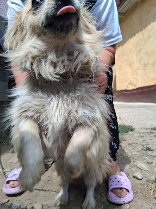 Catelusa maya 4 anj gratis ferastrau
