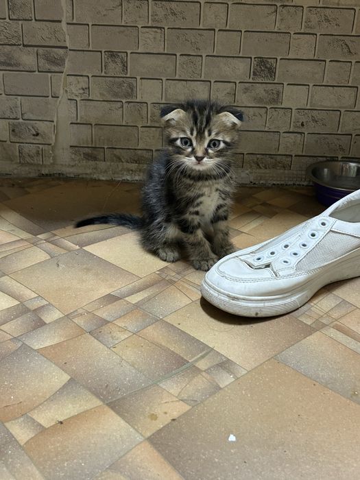 Продам котенка вислоухого