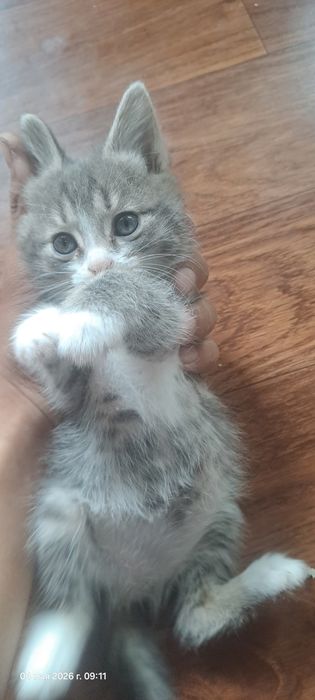 Отдам котят бесплатно