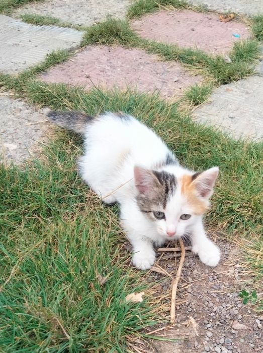 отдам котят..в добрые руки