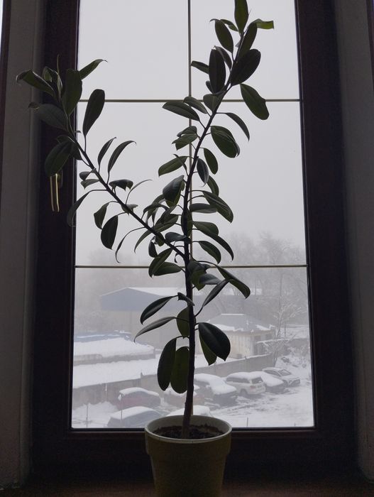 Цветы фикус обмен