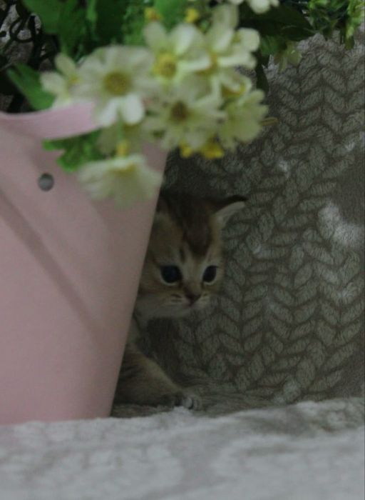 Кошечка шотландская