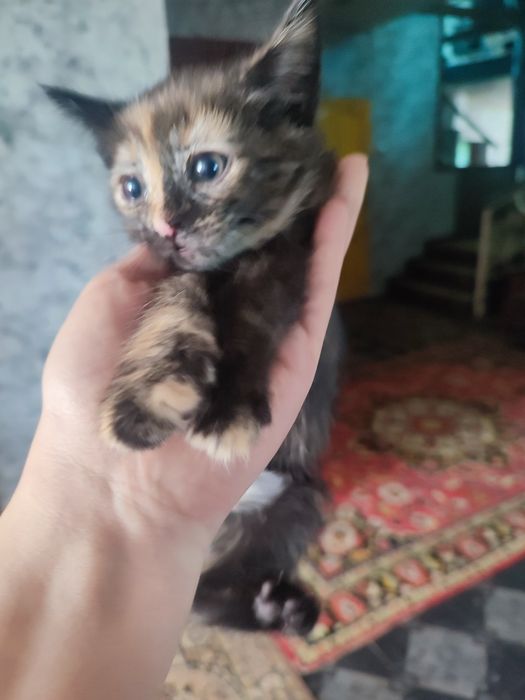 Отдам котят бесплатно