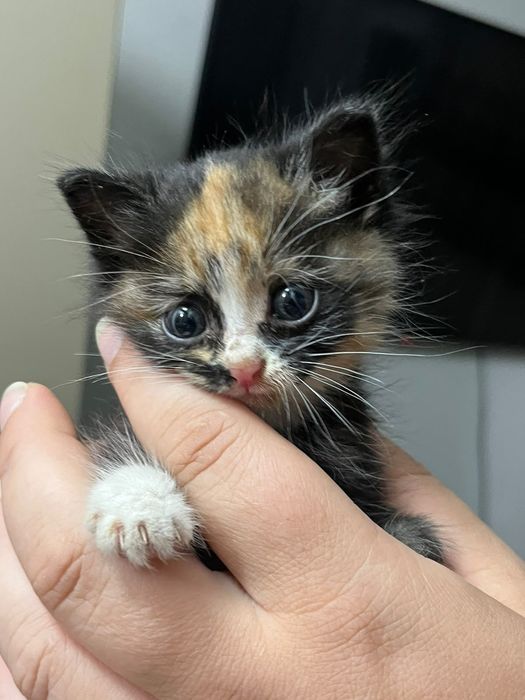 Отдам котёнка девочка