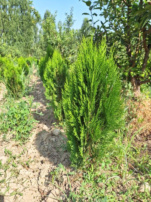 Туя книжный. Туя компактный