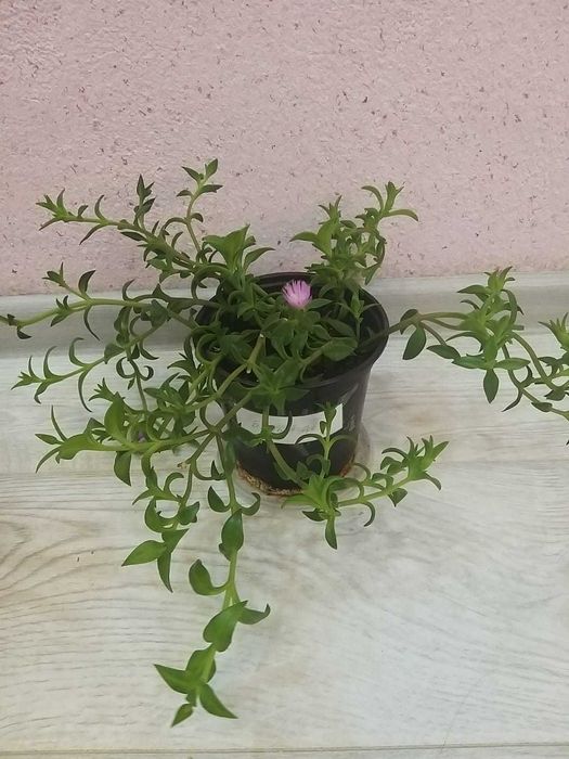 Продам комнатные цветы