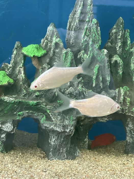 Baliqlar sotiladi.! Privaznoy baliq