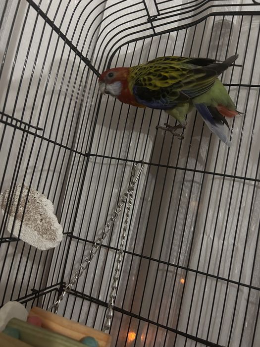 Vand Papagal Rosella, cusca, accesorii si mancare
