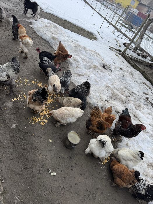 Oua incubat de la gainile din imagini