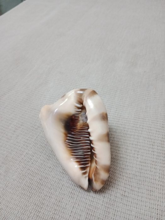 Продам морские натуральные ракушки