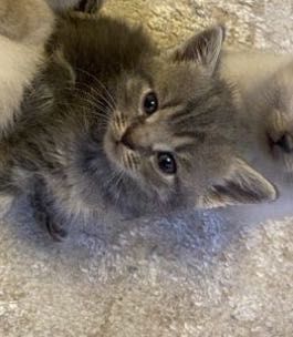 кошка за 10 тысяч