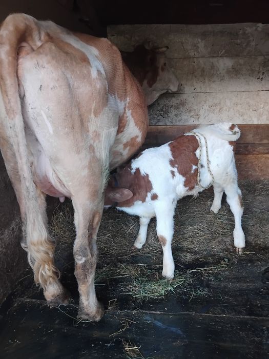 Vaca  cu vitel blândă