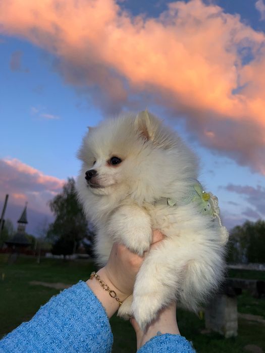 Cățeluș pomeranian