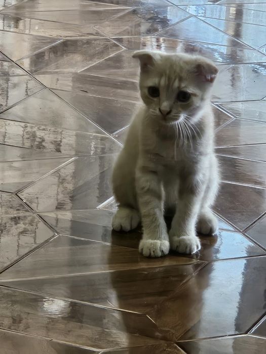 Mushukcha sotiladi, scottish fold kremoviy okras , 2 oylik ug'il bola