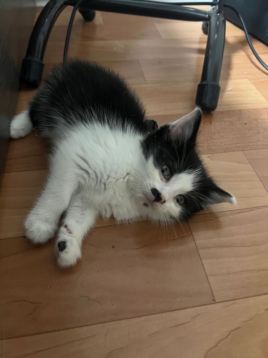 Котенок в добрые руки